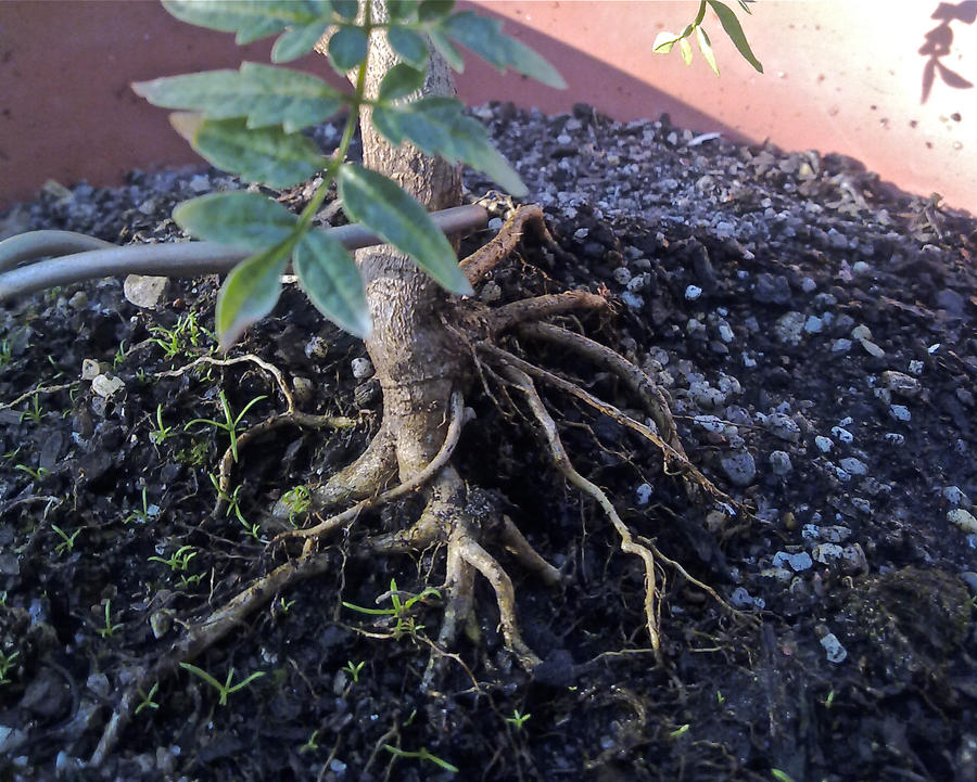 The root of the Jacaranda by Fission-Chips on DeviantArt