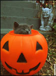 Boo. by ChaoticCamera