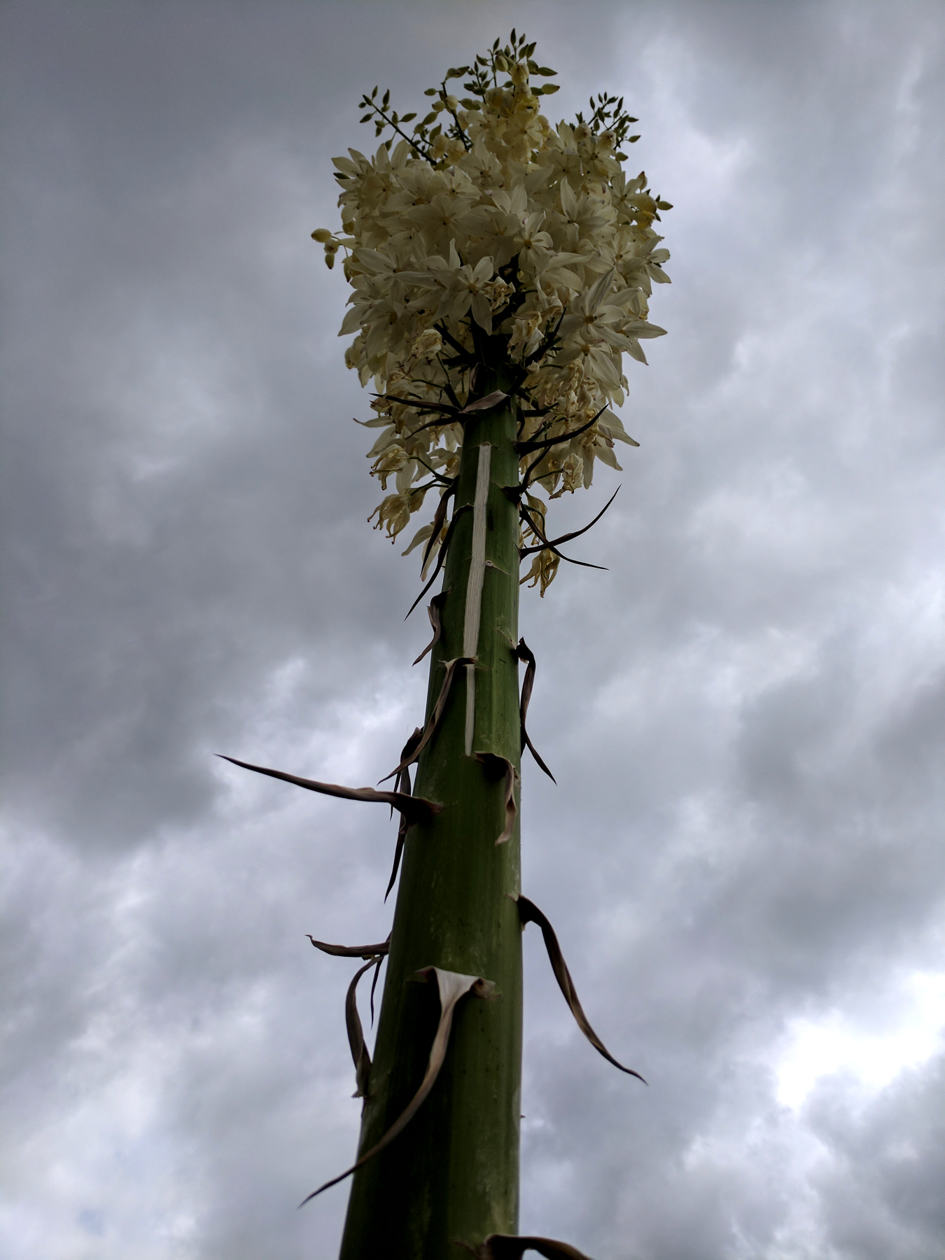 Yucca spear