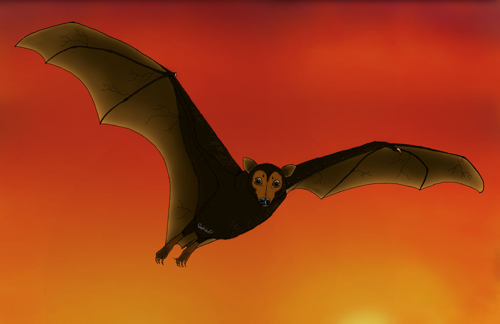 Flying Fox Bat in Sunset Flight by sapphirepup007 on DeviantArt