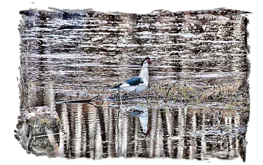 One White Duck