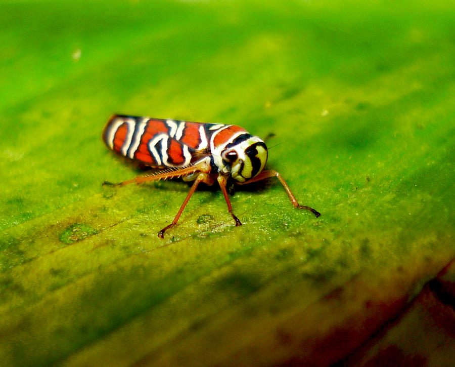 Tribal Leafhopper