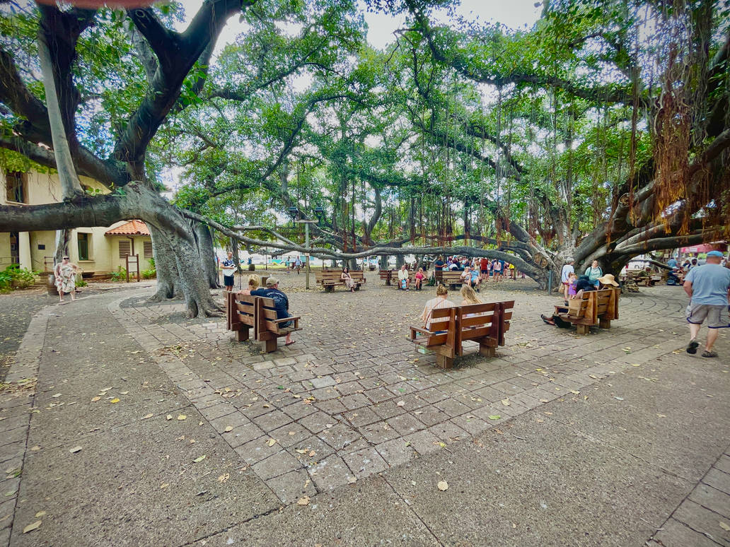 Lahaina Banyan Court Park before fire by Thomhand on DeviantArt Lahaina Banyan Court Park before fire by Thomhand on DeviantArt