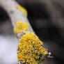 Fallen Branch