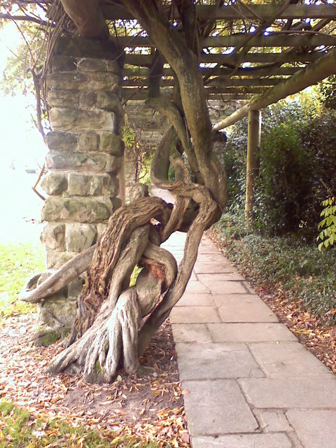 Knotted Tree