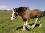 Clydesdale Mare