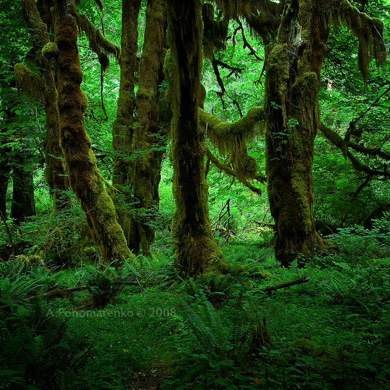 Elvish Forest by aponom