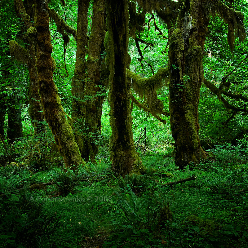 Elvish Forest