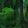 The Forest knows all answers
