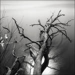 Oak in Potomac by aponom