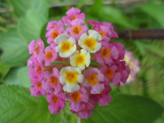 Lantana