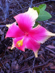 Pink Hibiscus