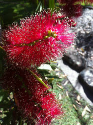 Bottlebrush