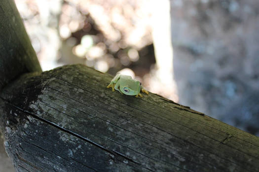 Little Green Pebble