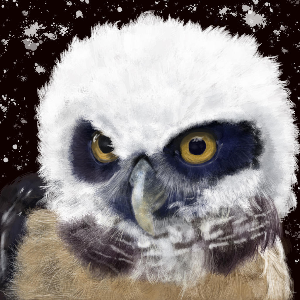 Spectacled Owl