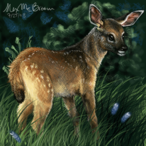 Fawn