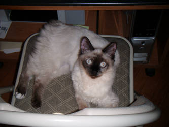 misstle as a baby