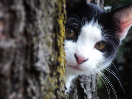 Little curious cat