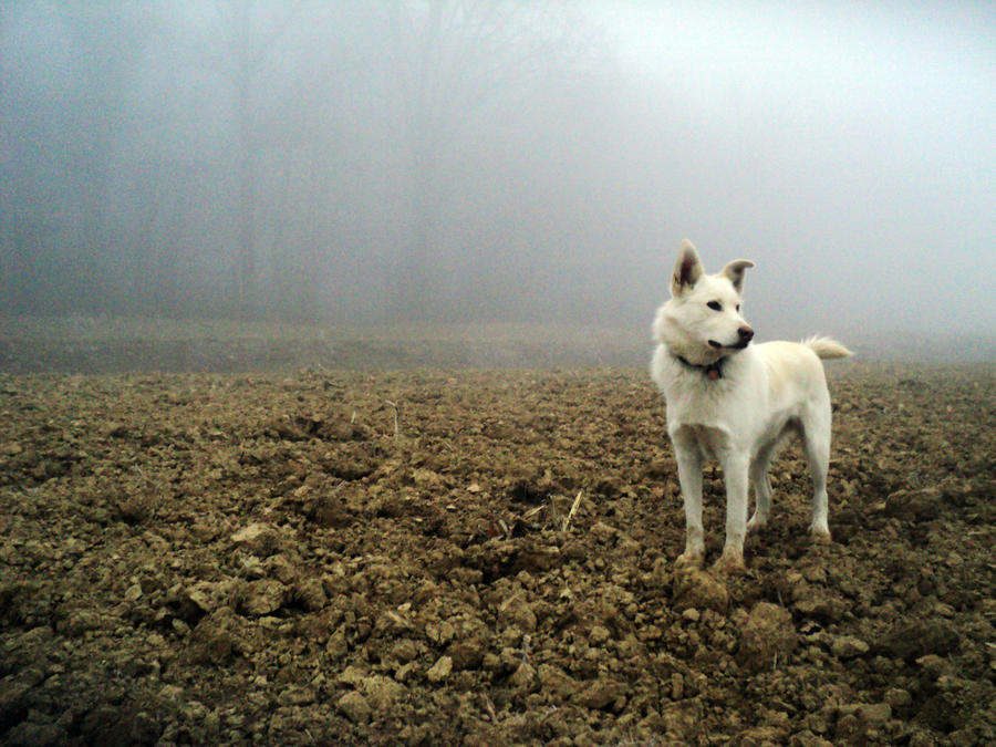 White Swiss Shepherd Dog