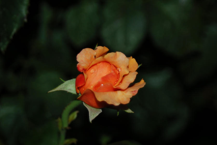 A crying rose by ochiba1110