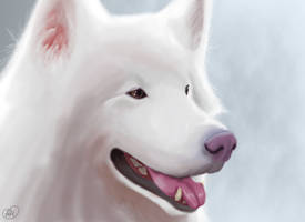 Shading Practice - White Fur