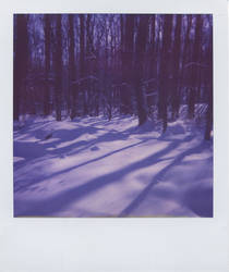 Backyard Polaroid