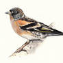 Fringilla montifringilla - Brambling