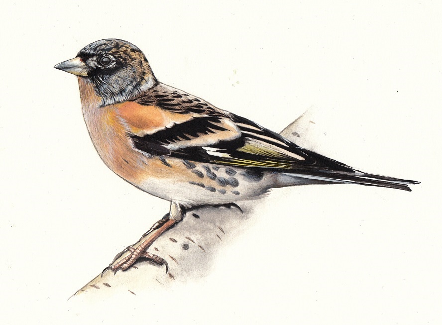 Fringilla montifringilla - Brambling