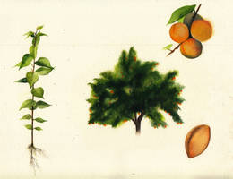 Life of an Apricot tree