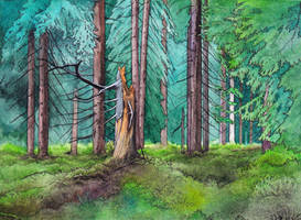 Deep forests of Krkonose