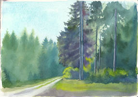 The summer forest