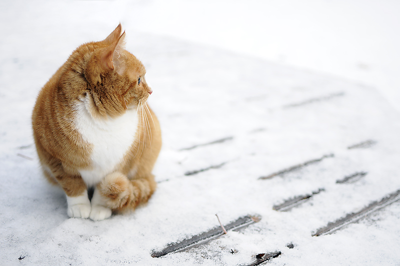 cat in the cold 2