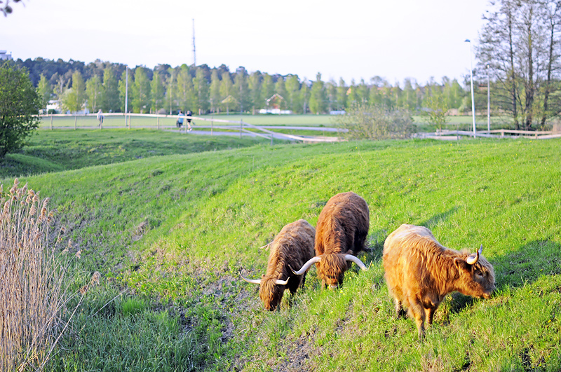 highland cattle 3