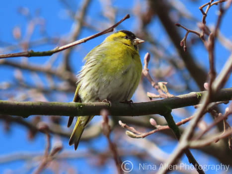 Male siskin 