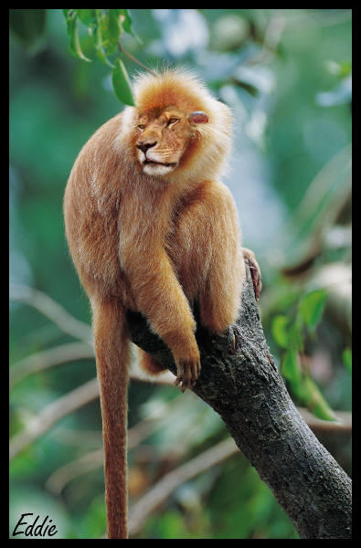 Animal Morph by EddieWinter on DeviantArt