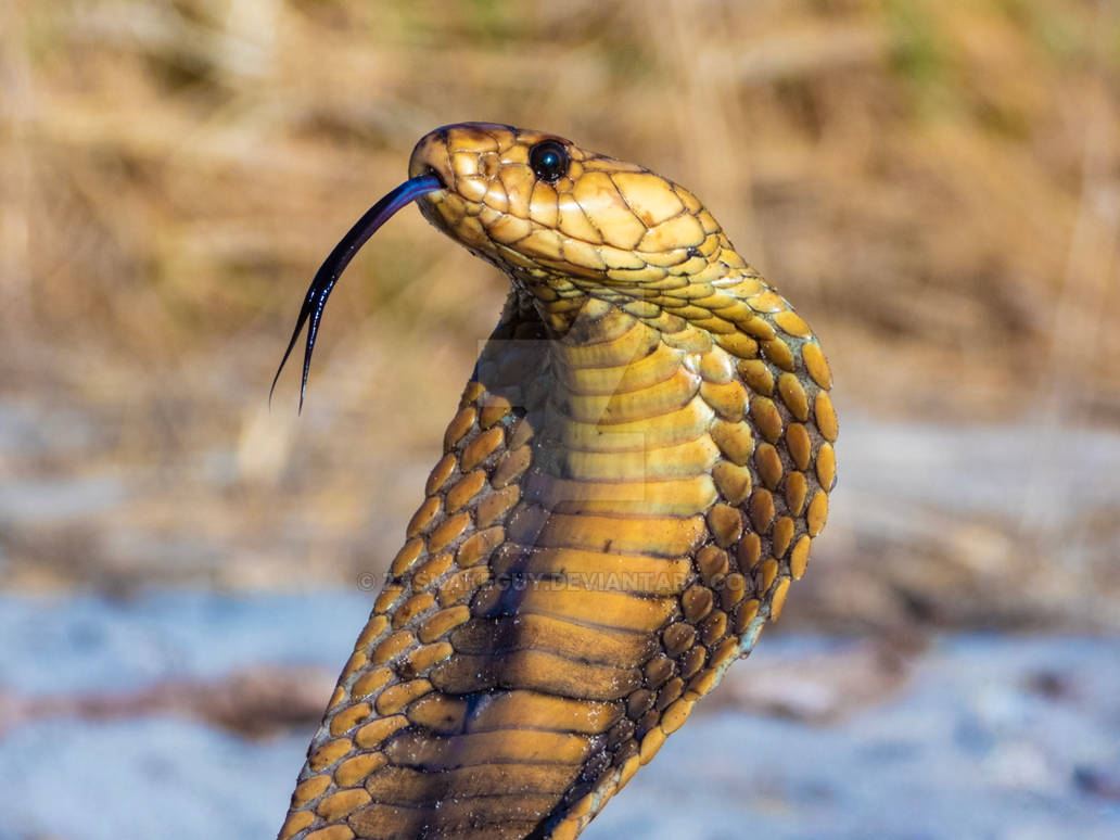 Cape Cobra Naja Nivea By Zasnakeguy On Deviantart Cape Cobra Naja Nivea By Zasnakeguy On Deviantart