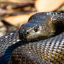 Mole Snake (Pseudaspis cana)