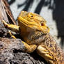 Bearded Dragon (Pogona sp.)