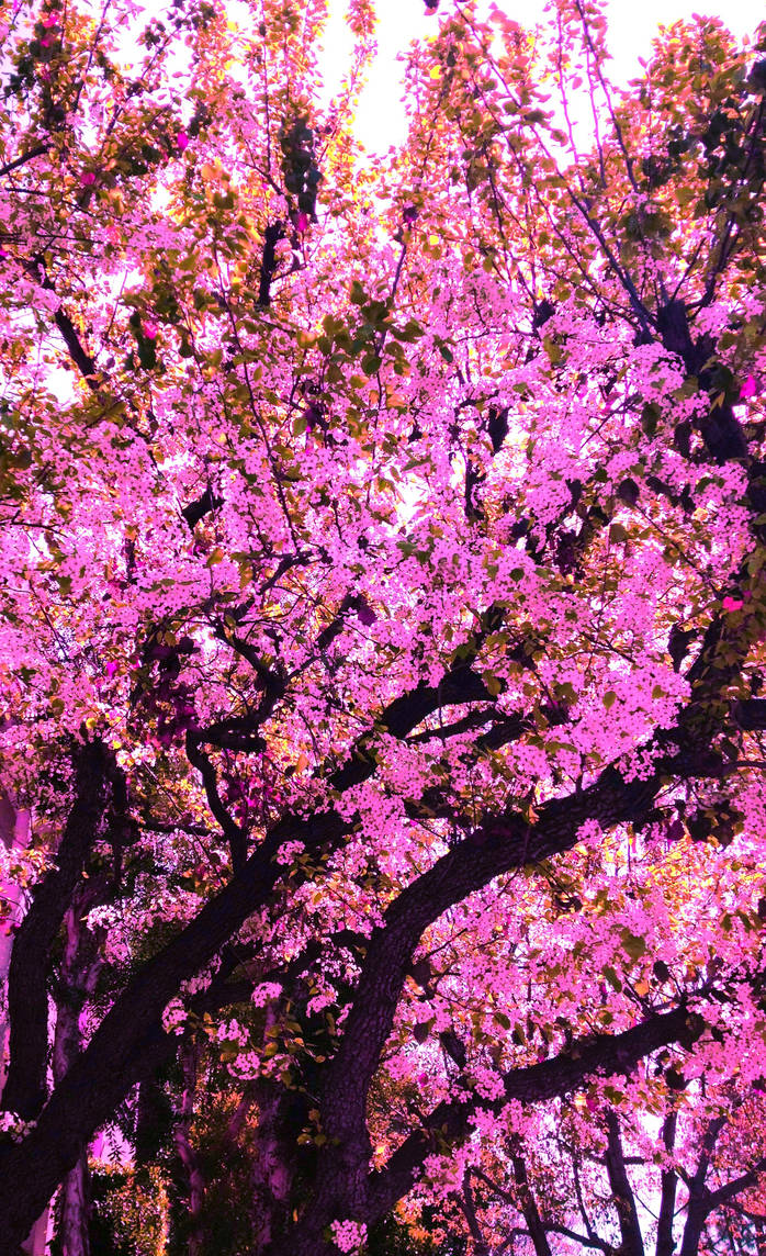 Pink Spring Collection Early Pink Spring by jamesryangood on DeviantArt