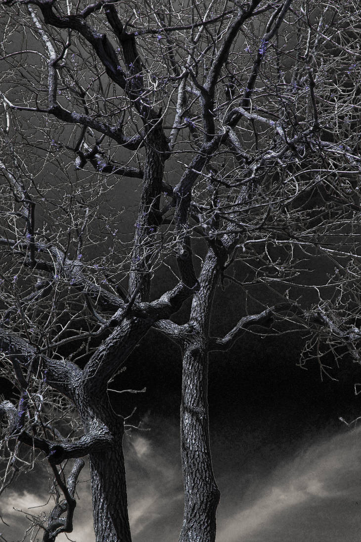 Tree Mdark Dark Tree by WithinAPicture on DeviantArt