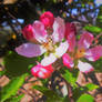 Apple Blossom 2