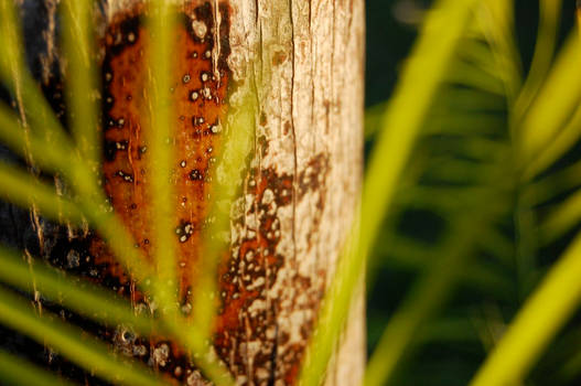 Nature Comp I: PalmTree