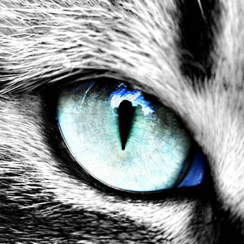 Cats Eye