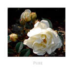 Pure by IndigoMidnight