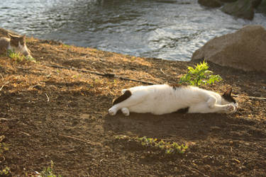 Cats of Gran Canaria 2