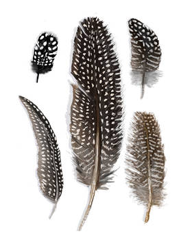 Feather Study