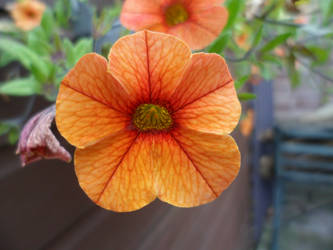 an orange flower