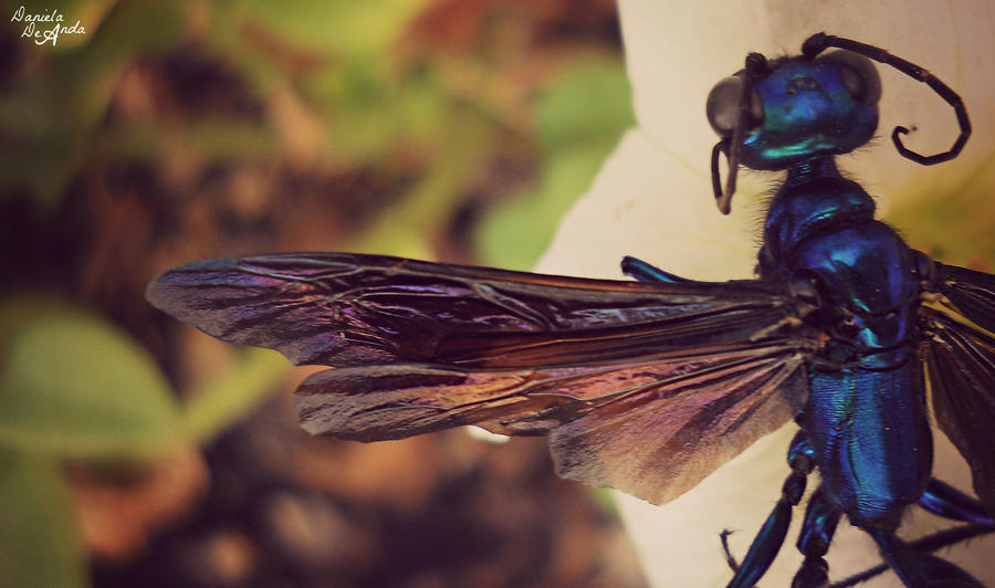 Insect Deviantart INSECT by disneygirl1050 on DeviantArt