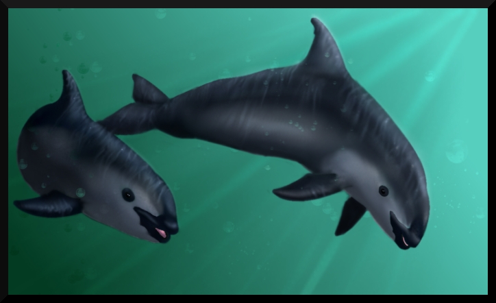 Vaquitas