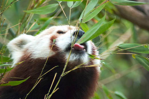 Red Panda feasting